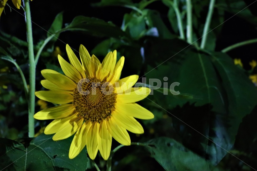 해바라기,자연,노란꽃,밤,flower,plant,nature