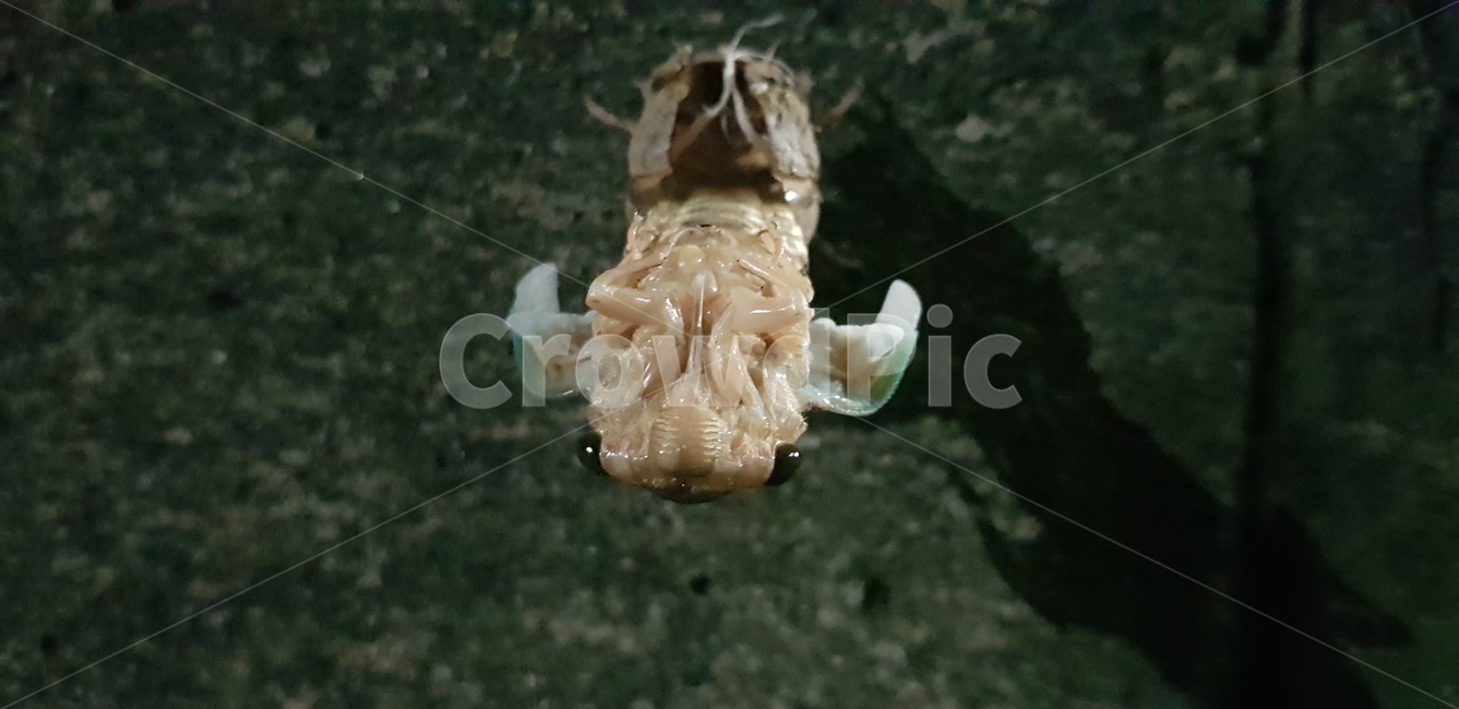 참매미,곤충,동물,삶,옷벗기,동물,animal,곤충,벌레,insect,bug