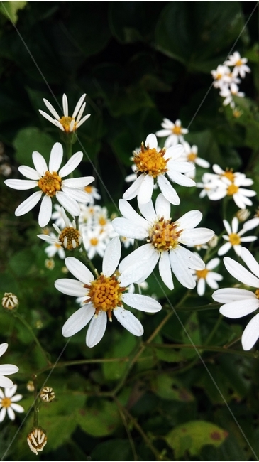 꽃,흰꽃,식물,자연,flower,식물,자연,plants,nature,꽃,flower