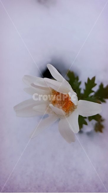 겨울,데이지꽃,하얀눈,자연,감성,식물,자연,plants,nature,꽃,flower