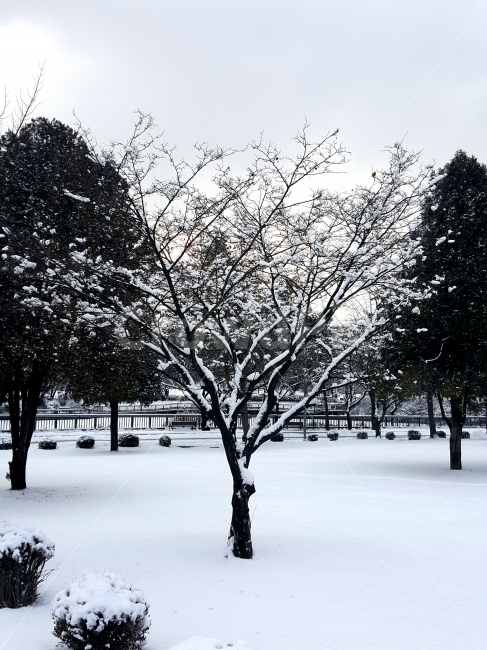나무,겨울나무,눈,겨울,외로움,자연,풍경,nature,landscape,겨울,계절,winter,season,outdoors,옥외