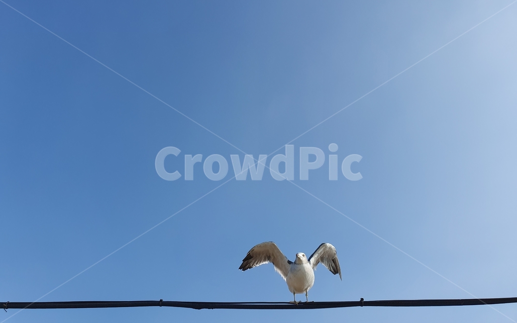 갈매기,animal,새,bird,하늘,파란,동물,동물,animal,조류,새,birds
