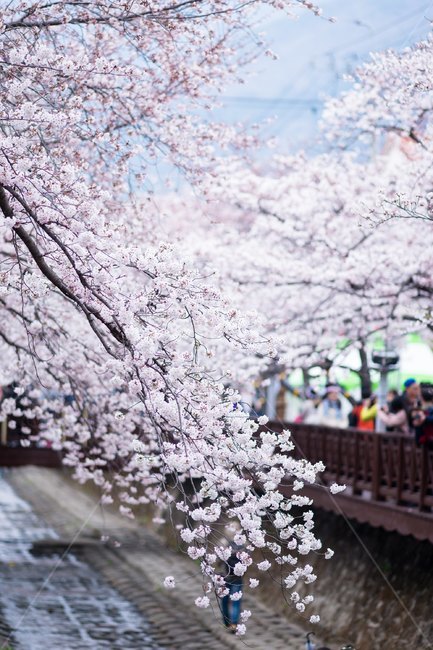 벚꽃,진해,군항제,봄,풍경,축제,봄꽃,로망스다리,봄,계절,spring,season,식물,자연,plants,nature,꽃,flower,사람들,대중,군중,other people,crowd,plant,blossom