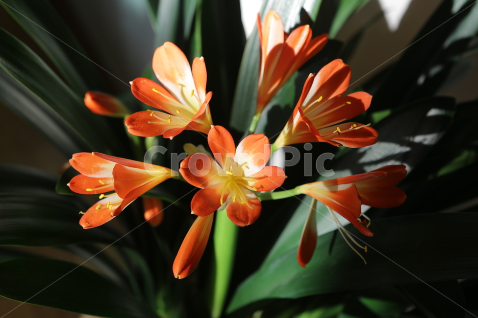 봄,spring,군자란,봄소식,3월,식물,자연,plants,nature,꽃,flower,휴식,힐링,rest,relaxation,healing