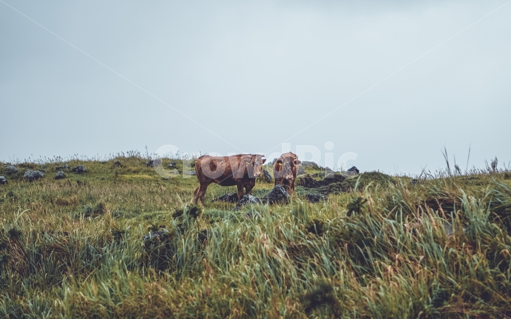 제주도,우도,소,동물,animal,풍경,landscape,동물,animal,포유류,mammal,산업,industry,industrial,목축업,목장,livestock farming,ranching,pasture