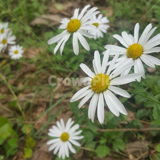 꽃,가을,자연,하얀색꽃,식물,식물,자연,plants,nature,꽃,flower