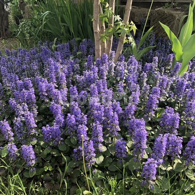 식물,flower,꽃,라벤더,라벤더꽃