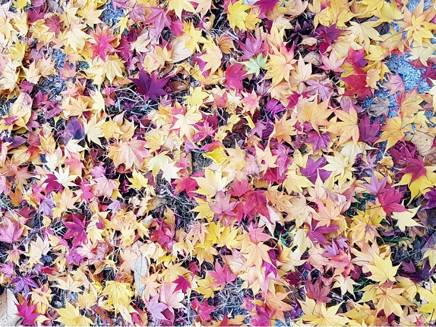 단풍,가을,풍경,빨강,맑음,자연,가을,계절,fall,autumn,season,식물,자연,plants,nature