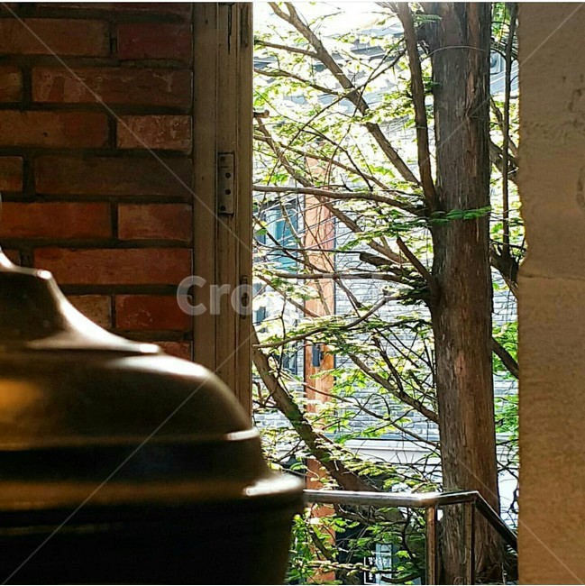 나무,입구,틈새,여름,자연
