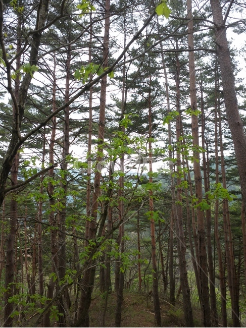 장작불,달팽이,소나무,시골장작불,소나무숲,자연,풍경,nature,landscape,식물,plants,나무,trees,wood,plant,tree,tree trunk,나무 줄기