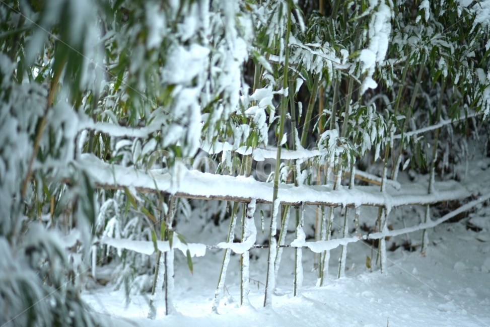 담양,죽녹원,겨울,눈,대나무,설경,bamboo,겨울,계절,winter,season
