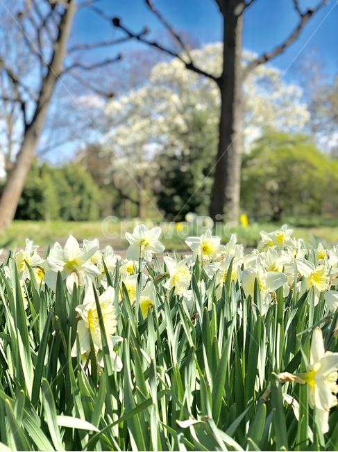 꽃,나르시스,수선화,narcissus,narcisse,나르시스꽃,자연,하얀꽃,노란꽃,nature,whiteflower,yellow,flower,초록,green,공원,park