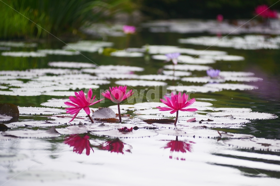 수련,연꽃,반영,물,자연,꽃,연잎,분홍,초록,식물,자연,plants,nature,꽃,flower