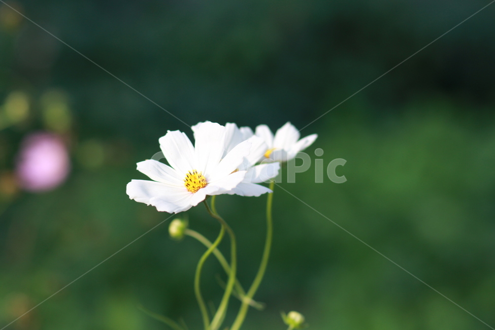 가을,코스모스,쓸쓸함,천고마비,자연,가을,계절,fall,autumn,season,식물,자연,plants,nature,꽃,flower,plant,daisy,데이지,blossom,daisies