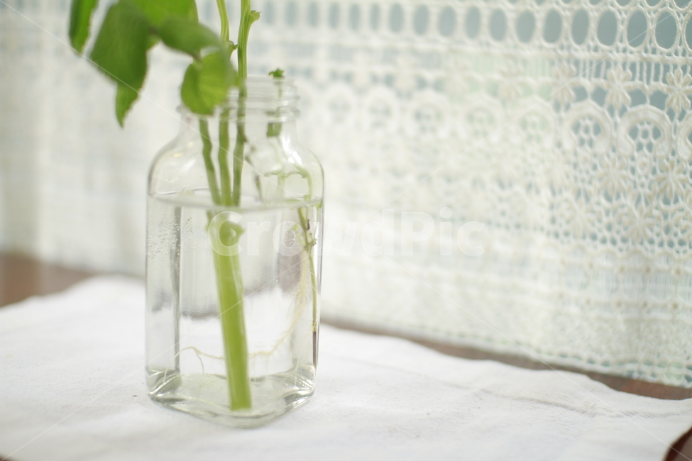 레이스커튼,레이스,커튼,보케,햇볕,레이스보케,감성이미지,식물,자연,plants,nature,실내용화초,화분,화초,house plant,감성,sensible,feeling,휴식,힐링,rest,relaxation,healing