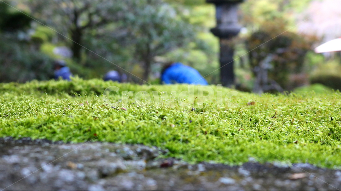 이끼,식물,자연,나무이끼,매태,녹전,선태,태선,식물,자연,plants,nature