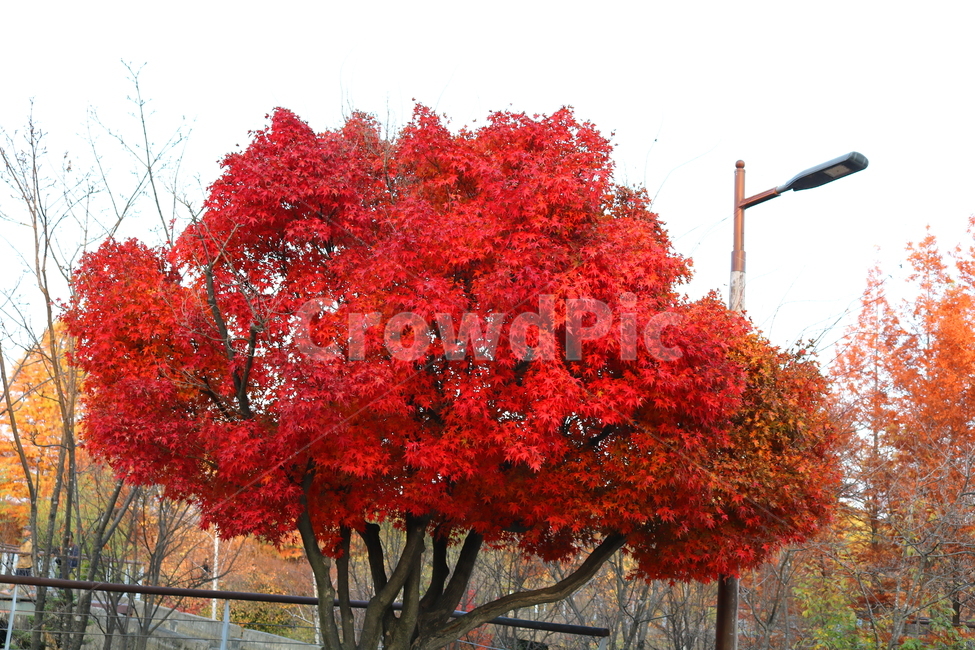 단풍,단풍나무,나무,식물,가을,자연,가을,계절,fall,autumn,season,식물,자연,plants,nature,나무,trees,wood,tree,plant,maple