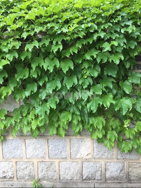 담쟁이,넝쿨,담쟁이넝쿨,담장,그린커튼