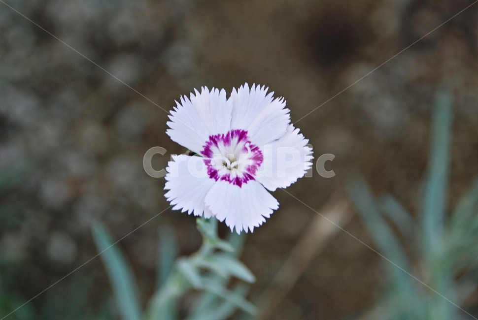 자연,식물,꽃,보라꽃,패랭이,작은꽃,식물,자연,plants,nature,꽃,flower