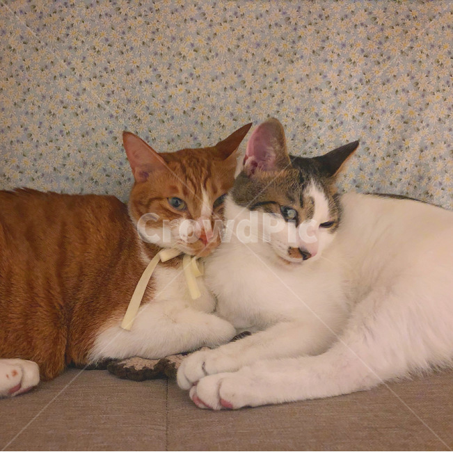cat,고양이,animal,동물,코리안숏헤어,코숏