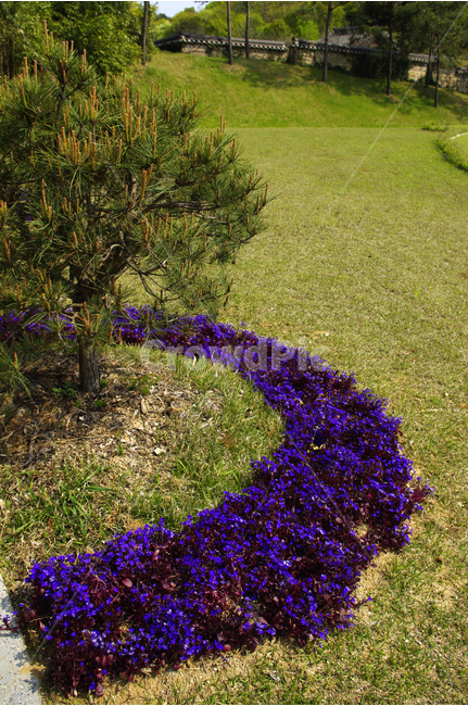 로벨리아,소나무,식물,flower,plants,nature,꽃,꽃밭,color,식물,자연,plants,nature,꽃,flower,나무,trees,wood
