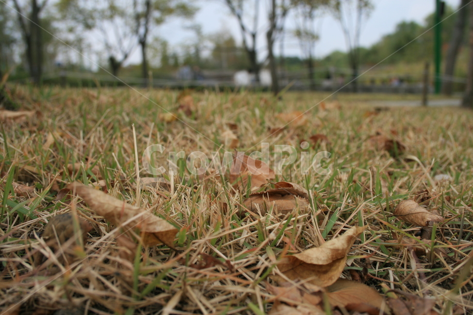 식물,plant,낙엽,잔디,가을,가을,계절,fall,autumn,season,자연,풍경,nature,landscape,ground,바닥