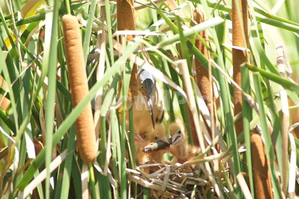 덤불해오라기,조류,가족,육추,철새,식물,자연,plants,nature,동물,animal,조류,새,birds