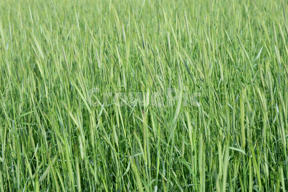 호밀,호밀밭,식물,초록,소풀,들녘,들판,농사,자연,plant,nature,green,백그라운드,background,농촌,수확기,harvest,밀밭,농장,초지,greenfield,녹색,초록물결,이삭