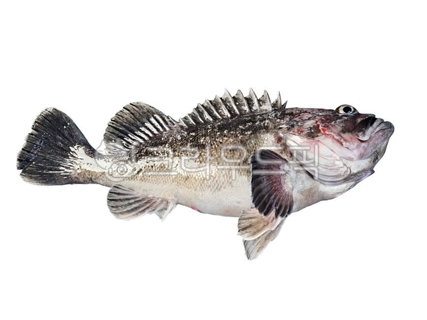 우럭,생선,횟감,png,배경,투명배경,누끼,해산물,수산물,식재료,음식,rockfish,fish,sashimi,background,transparentbackground,isolated,seafood,aquaticproducts,ingredients,food