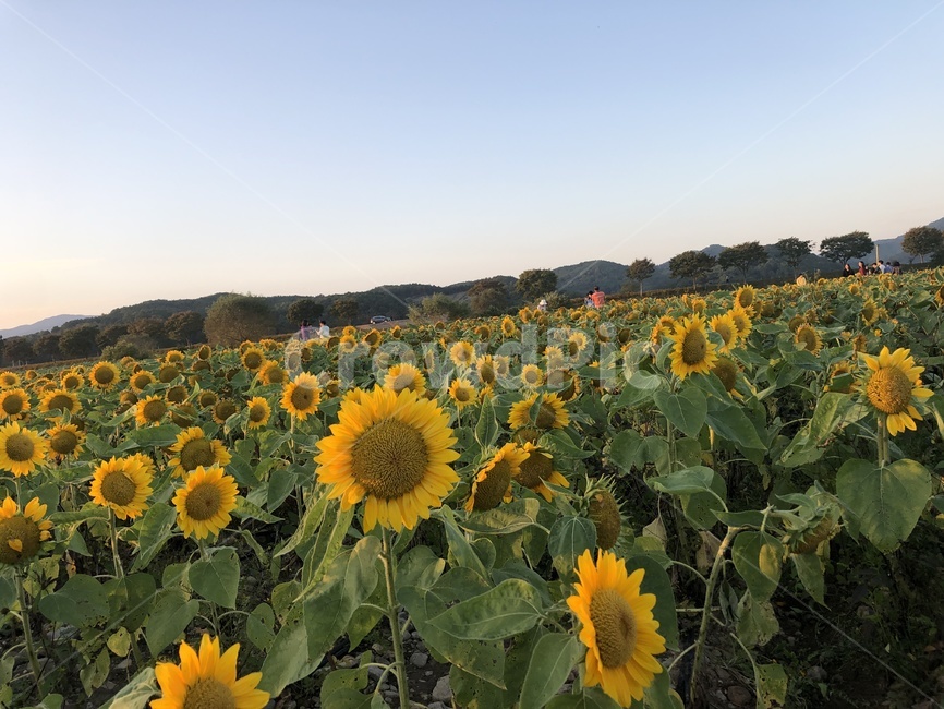 plant,식물,꽃,flower,해바라기,natural,nature,식물,자연,plants,nature,꽃,flower