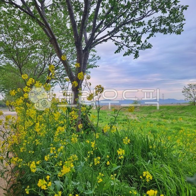 들,자연,유채꽃밭,유채꽃뷰,유채밭,자연풍경,시골풍경,노란꽃잎,노란색꽃,노란꽃밭,초록잔디,초록나무,잔디밭,산책로,꽃길,outdoors,nature,tree,grassland,field