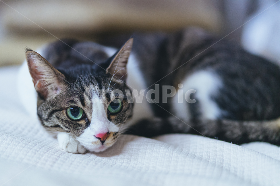 동물,고양이,코리안숏컷,애완동물,반려묘,동물,animal,포유류,mammal,고양이,cat,kitten,kitty