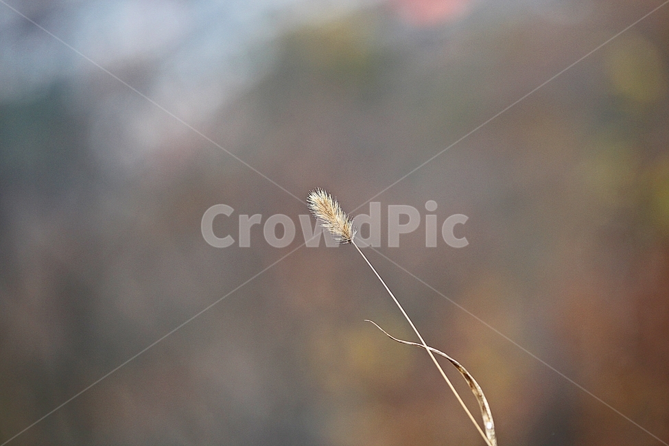 꽃,꽃잎,가을꽃,가을,식물,자연,계절,식물,자연,plants,nature,꽃,flower