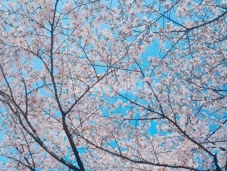 벚꽃,봄,만개,축제,연분홍,팝콘,가지,폭신폭신