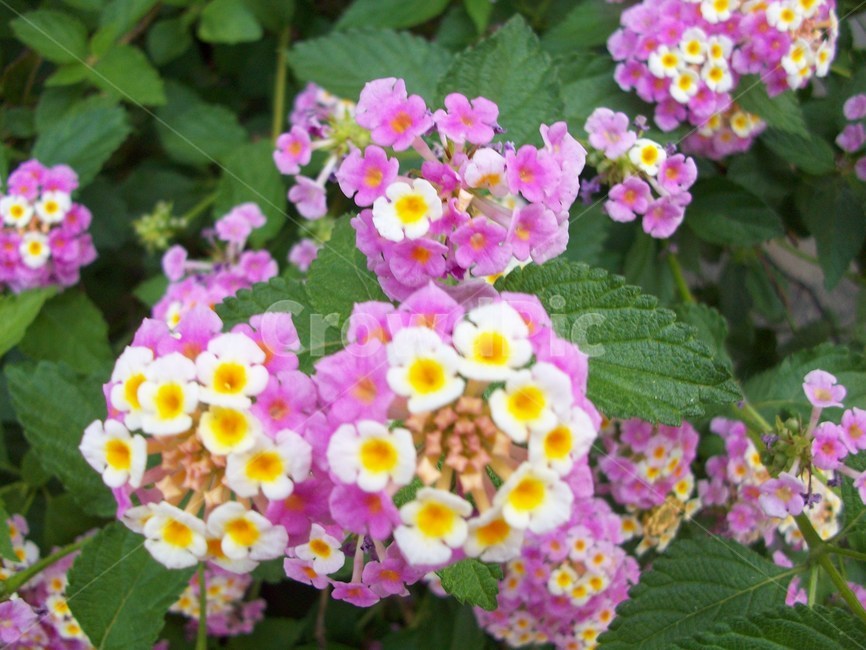 화분,꽃,수국,여름국화,초여름꽃