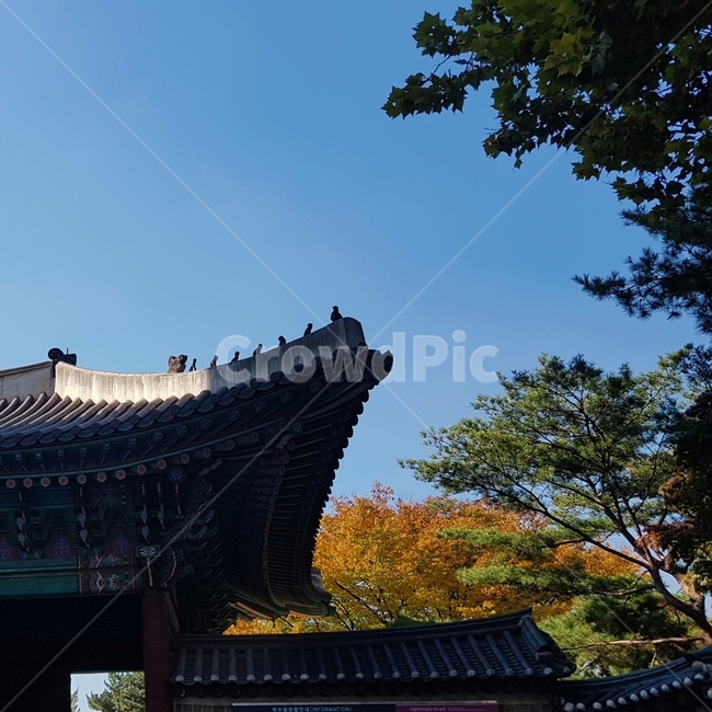 덕수궁,단풍,처마,가을,파란하늘,단풍놀이,한국전통,한국문화,korean traditional,korean culture,건축물,건물외관,exterior,building,structure,architecture,construction