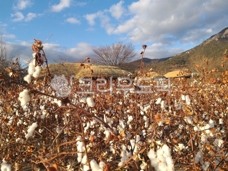가을하늘,가을,초가집,목화솜,추위