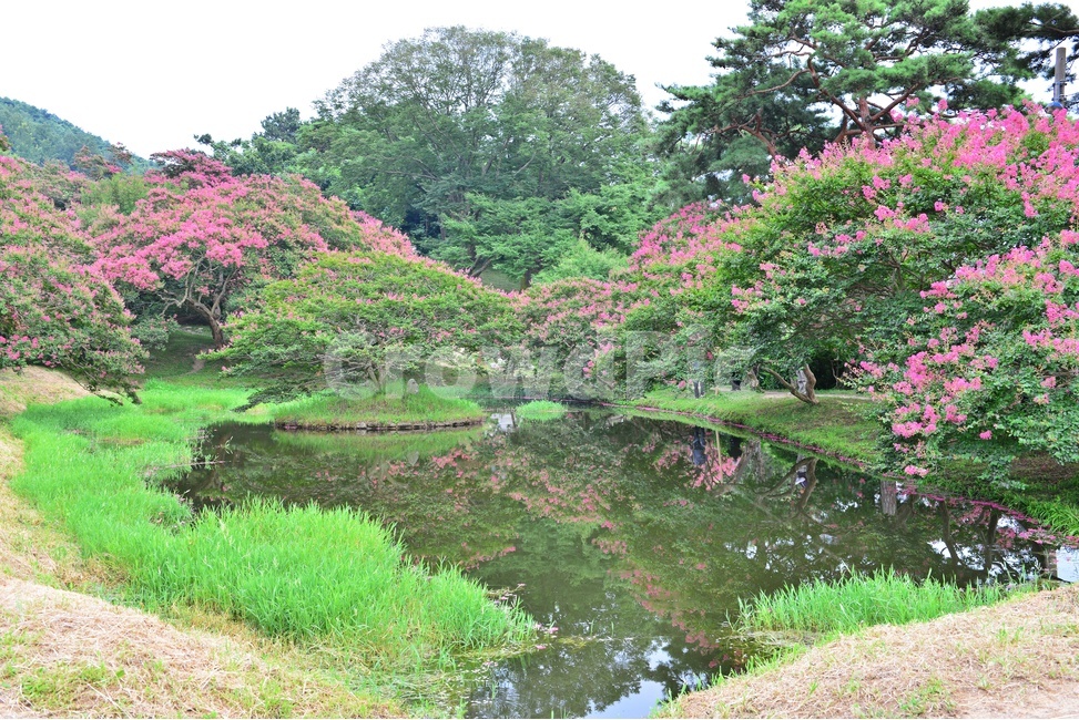 전남,담양,명옥헌원림,배롱나무,명옥헌배롱나무,배롱나무꽃,백일홍나무,여름,계절,nature,자연,outdoors,옥외,grass,잔디,plant,식물,pond,못,water,물,자연,풍경,nature,landscape,한국자연풍경,한국자연경관,korea nature landscape