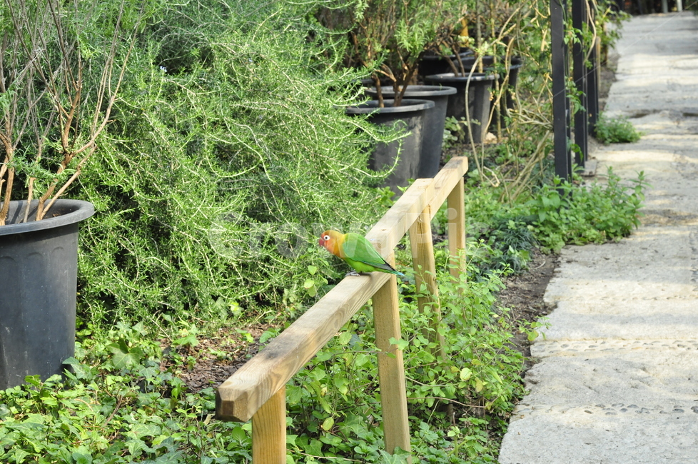animal,동물,bird,새,자연,정원,garden,green,beautiful,조류,새,birds