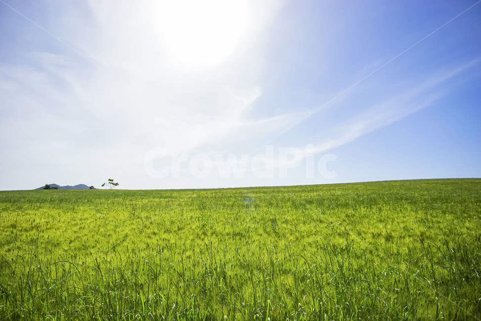 nature,자연,고창,청보리밭,청보리,풍경,보리,자연,풍경,nature,landscape