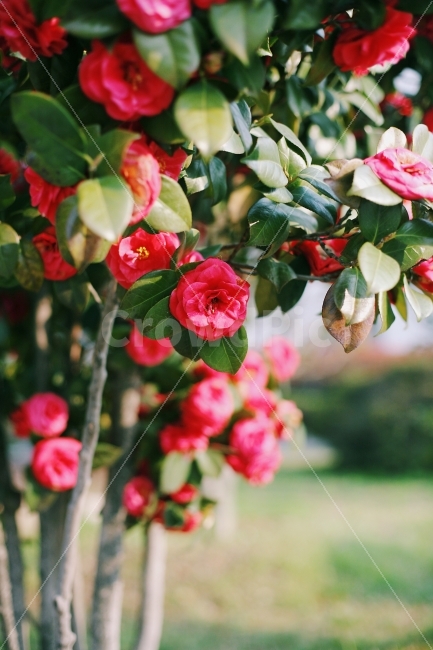 계절,공원,꽃,나무,동백,동백나무,빨간,빨간꽃,화단,식물,식물,자연,plants,nature,꽃,flower,감성,sensible,feeling
