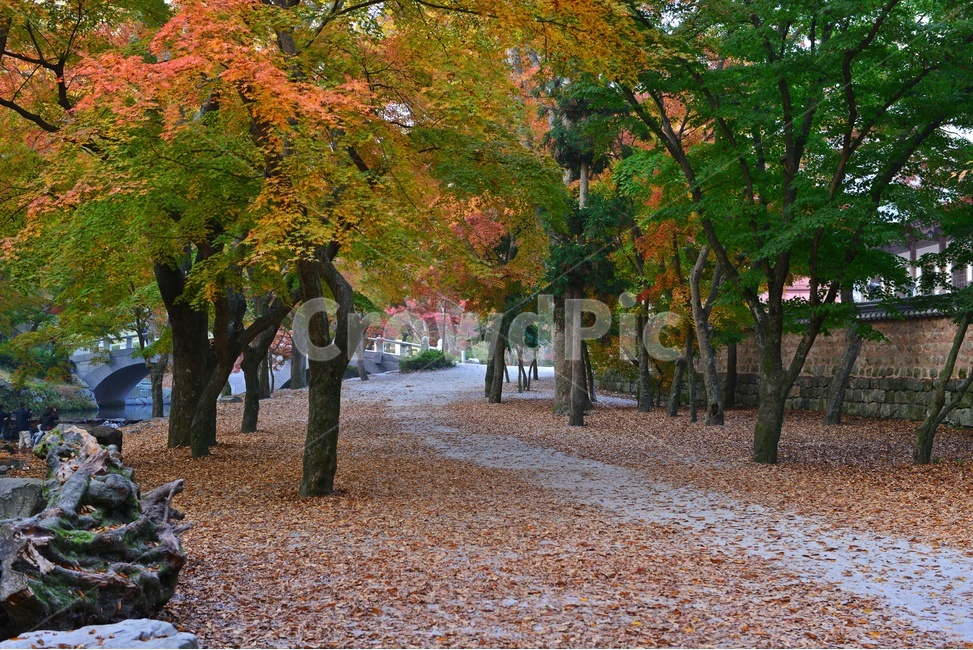 path,통로,walkway,보도,wall,벽,plant,식물,tree,나무,outdoors,옥외,treetrunk,나무줄기,고창,선운사,도솔천,선운사가을,추색,만추,가을