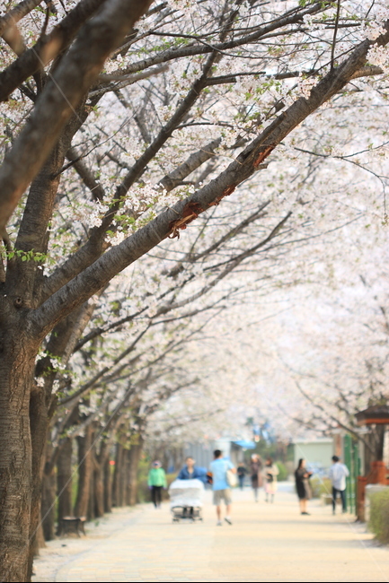 꽃,봄,flower,spring,벚꽃,cherryblossoms,안양천,길,road,봄,계절,spring,season,식물,자연,plants,nature,나무,trees,wood,tree,tree trunk,나무 줄기,plant