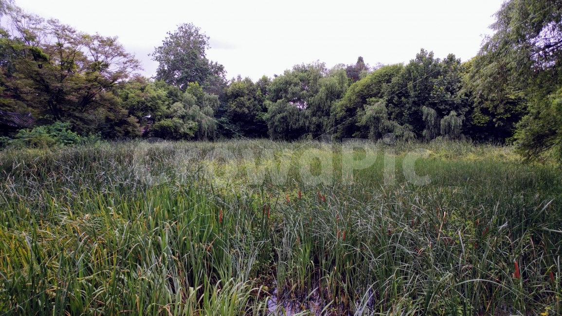 여름,어린이대공원,풀,나무,늪,자연,풍경,nature,landscape,field,들,outdoors,옥외,grassland,목초지