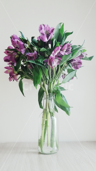 알스트로메리아,꽃병,보라색,꽃,배경,식물,자연,plants,nature,꽃,flower,실내용화초,화분,화초,house plant,인테리어,실내디자인,interior design