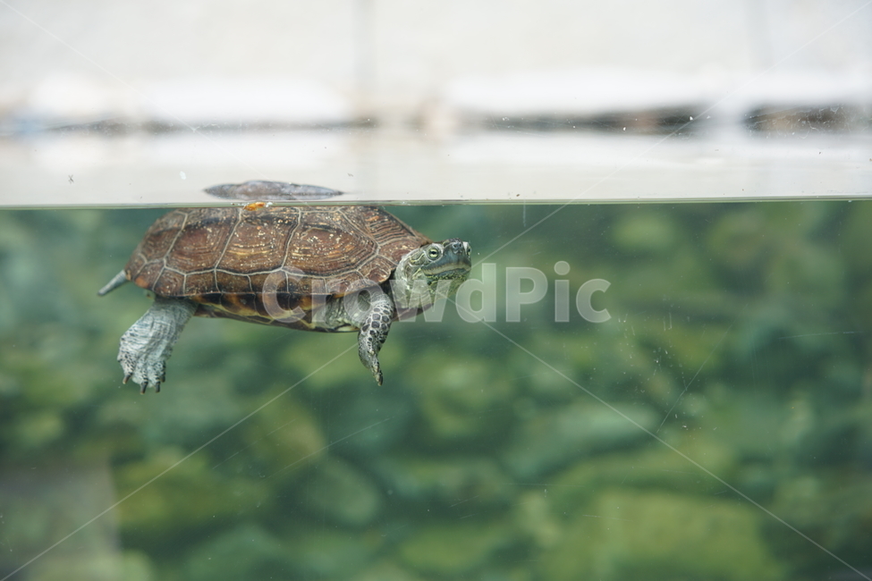 거북이,자라,수영,파충류,동물,장수,헤엄,동물,animal