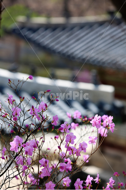 궁,봄,꽃,창경궁,palace,flower,spring,지붕,roof,봄,계절,spring,season,식물,자연,plants,nature,꽃,flower,plant,blossom