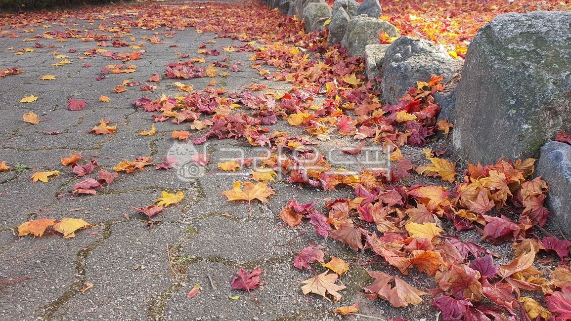 단풍,단풍잎,단풍나무,잎사귀,나무잎,식물,자연,풍경,경치,가을,계절,컬러,색상,autumn,maple,nature,season,fall,plant,red,foliage,orange,color,natural,beautiful,yellow,background,bright,colorful,seasonal,isolated,branch,october,decoration,leaves,vivid,golden,forest,leaf,잎,tree,나무