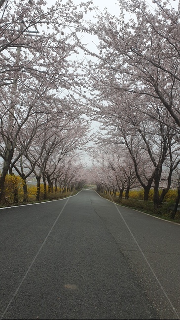 꽃길,벗꽃,봄,길,앞,식물,아스팔트,asphalt