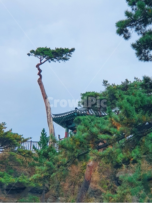 나무,tree,식물,plant,옥외,outdoors,풍경,landscape,rooftile,하늘